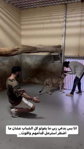 Man Interacts with Cheetah in Indoor Enclosure