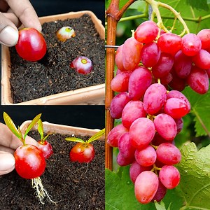 211K views · 3.2K reactions | Best skills how to grow Grape tree from grape fruit at home | Rana Craft | Facebook