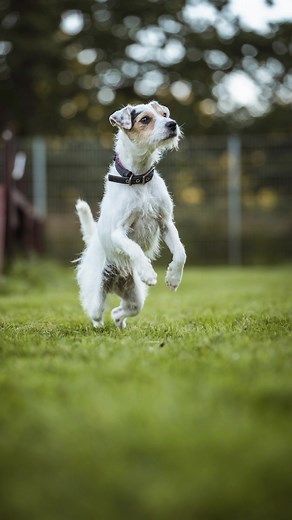 Bitte teilen ⚠️🙏🏻 Firlefanz 🐾 sucht ein neues Zuhause 🏠❤️ Bei echtem Interesse informiere dich bitte unter www.tierheim-juebberde.de/firlefanz/ 🔗 Wenn du Firlefanz kennenlernen möchtest, erreichst du das Tierheim Jübberde am schnellsten unter: info@tierheim-juebberde.de 📧 Viele andere Hunde 🐕 und auch Katzen 🐈 im @tierheimjuebberde (Instagram) suchen ebenfalls ein passendes Zuhause 🏠. Mache einen Termin während der Öffnungszeiten und lerne dein Seelentier kennen 🐾💕 #zweitechance #adop