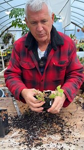 Tony's Tips #7 - Have you ever heard of "dimensional weight"? Dim weight is the reason we trim our plants through the year because for every extra inch on the shipping box the carrier charge increases. Our shipping fees are quite high already (yeah we know!), but by keeping the plant size under 2 feet we can keep the fees at a somewhat reasonable level. Dormant plants get cut back to remove spent foliage from the greenhouses. The buds on some dormant perennials may be too small to see, but that 