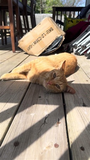 We were outside doing some yard work and I look over and see this beautiful cat 🐈 🥰❤️
