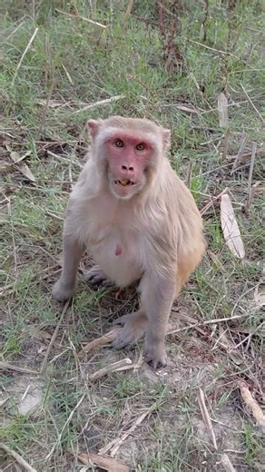monkey #funny #face #reaction video