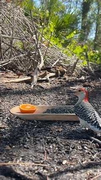 🍊 This Woodpecker Wants To Eat In Private!