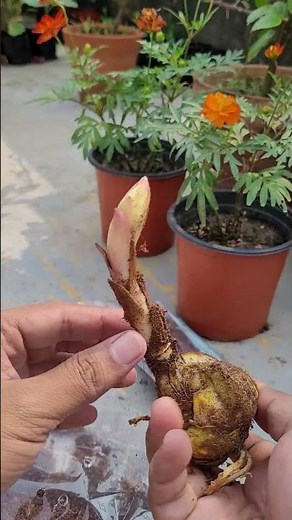 lilium , Oriental lily available Pan India delivery