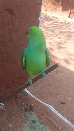 🥰🦜😍🎉#shorts #mummy #mitthu ##viral