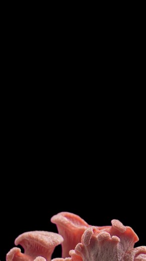 They’re nature’s recyclers — but fungi are anything but passive. 🌿🍄 After 600 million years of survival, they’ve become some of the most resilient (and deadly) organisms on Earth. Watch how they battle predators and dominate the soil in a world teeming with life. #curiositystream #curiosity #Documentary #Nature #Fungi #Science #mushrooms | Curiosity Stream