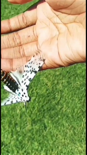 Memory Lane: Beautiful Leopard the Giant Leopard Moth in the sunshine as he gets released ❤️