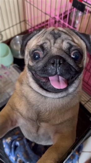 Puggies Fat #pug #funnyshorts