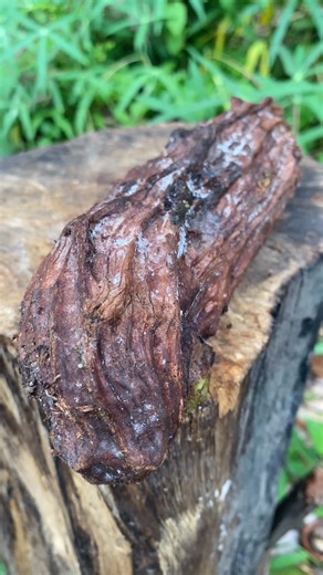 Dionisius Loka Yasa on Instagram: "Hard shell forest nuts❤️ #fpy #reels"