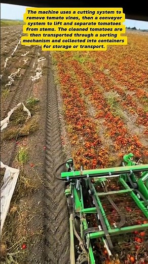 Tomato Harvester Machine in Action | Modern Agricultural Technology