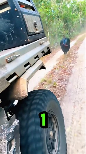 Australia Warns You to Avoid This Bird ⚠️