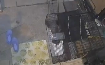 Mama cat is still cautious about going in the trap. During the "trap-training" process the door of the trap is "bungeed" open so she can go in and out freely without being trapped. Now we can schedule her surgery and set the trap. | South County Cats
