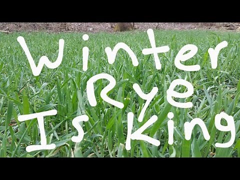 Winter Rye For Food Plots