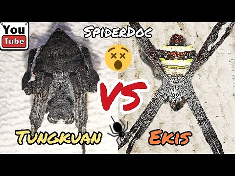 InterSpecies Spider Fight: TUNGKUAN vs EKIS. Gagambang Bilutan Ang Labanan!