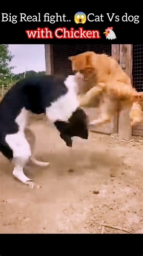Big Real Fight.. Dog Vs Cat - With Chicken 😲 #Shorts