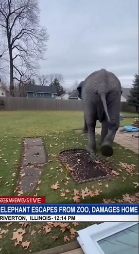 Elephant Escapes Zoo & TRASHES Illinois Home! Unbelievable Footage of Wild Rampage!