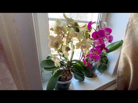 Orchids on north-facing windows WITHOUT SUPPLEMENTARY LIGHT with FORTY flowers on peduncles: SIMP...