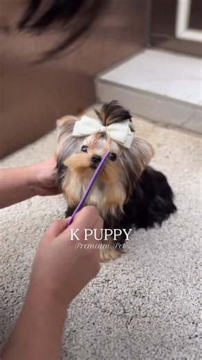 2.8K views · 41 reactions | 﫶凉 She is so beautiful Micro teacup Yorkshire terrier girl | Korea teacup puppy | Facebook