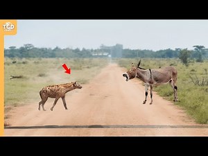Look What Happened When This Hyena Attacks Donkey