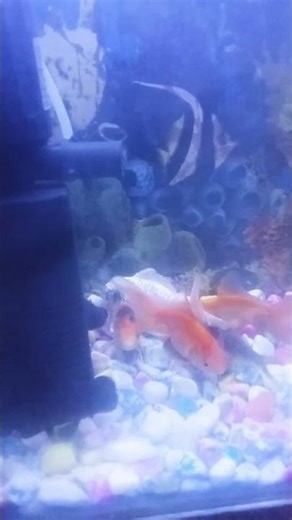 aquarium setup free mein Mila #aquarium #aquariumfishmarket #fish