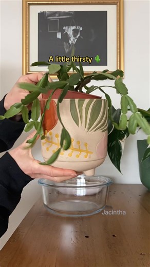 Cactus Timelapse: Watch A Little Thirsty Plant Come to Life