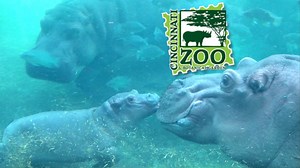 Cincinnati Zoo 2022 Tour & Review with The Legend - La Vie Zine