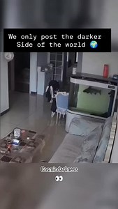 A video shows a bala shark in a small tank swimming in distress. In a sudden burst of speed, it slammed into the lid so hard that it forced it open, launching itself out of the aquarium. The fish hit the floor and sadly flopped until it died. Bala sharks are energetic freshwater fish that grow up to 12 to 14 inches (30 to 35 cm) and need very large aquariums, at least 150 gallons (570 liters), with plenty of swimming room and a strong, secure lid. When kept in small tanks, they become stressed a