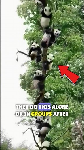 🐼PANDAS Survive Extreme FALLS! #pandas #panda #falls #shortsfeed