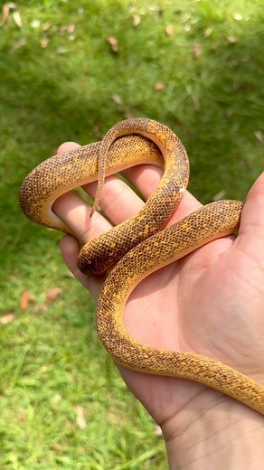 2.6K views · 74 reactions | Maple has potential overload for future...