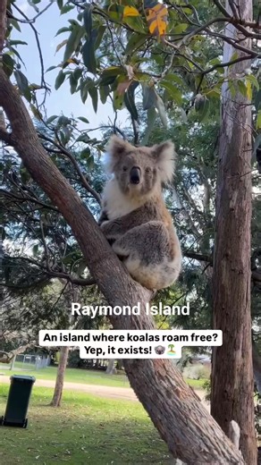 Raymond Island is a haven for wildlife 🐨. The five minute ferry to Raymond Island departs Paynesville regularly and is free for pedestrians or those arriving by bike. Koalas on Raymond Island are like retirees are to Miami. They live a good life, and they know it. The massive koala population thrives here thanks to the safety of the island. Take the 1.2km Koala Walk departing from the Ferry Park. Follow the signs, and don't forget to look up. Pedal and scan the trees with Ride the Koalas- Raymo
