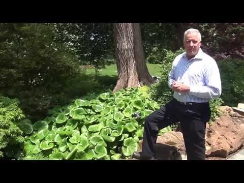 In the Garden with Dave Forehand: Bear's Breeches and Giant Leopard Plant