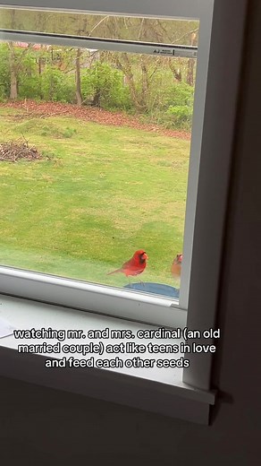 Mr. and Mrs. Cardinal: Cute Bird Couple Feeding Each Other Seeds