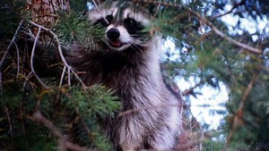 21 people exposed to rabid baby raccoon in Weld County's largest rabies case
