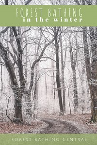 Winter Forest Bathing - Forest Bathing Central