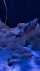 Talk about fast food … Dwarf #Cuttlefish are stealthy hunters! With lightning speed, they launch two long, specialized tentacles to snatch up prey, pulling it toward their sharp, beak-like jaws hidden among eight arms. | Birch Aquarium at Scripps