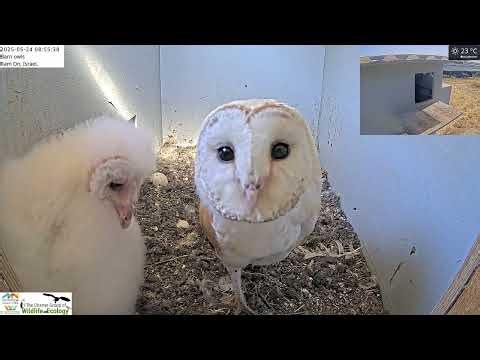 Barn owl stare down live cam next to her nestling