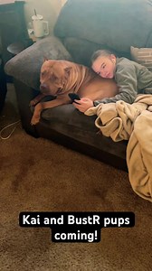 75K views · 3.1K reactions | XXL Red LION PUPS COMING #xlbully...