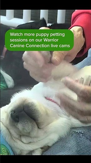 Puppy Petting Is A Real Job