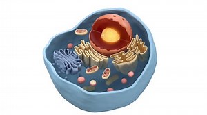 Internal structure of an animal cell, 3d rendering. Section view.
