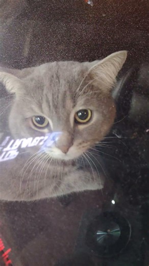 Can I Drive This Car Without a License? 😳