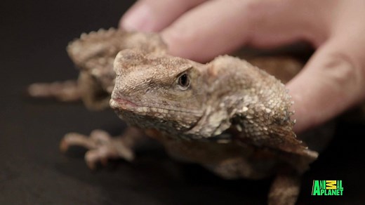 This reptile is straight out of Jurassic Park! | Animal Planet