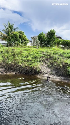She can't even pick this joker up! These iguanas may look harmless, but they’re an invasive species that disrupts Florida’s ecosystems. | Python Cowboy Hunts