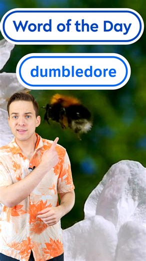 Our #WordOfTheDay is dumbledore. Nope, not the Hogwarts headmaster, but an old British word for bumblebee. Do you like dumbledores or do they make you buzz with fear? | Dictionary.com