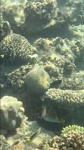 From Coral to Coral — Lined Butterflyfish in Action 🌊🐠🦋