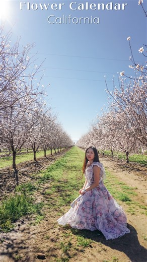 Vania • Solo Travel on Instagram: "Spring will be here soon 💐 California will soon be covered in flowers again, and I can't wait to see my favorite state alive in color and beauty! Save this to plan your flower hunt for 2026! 🥰 Spring flowers’ peak bloom times: 💐Magnolias: January 💐Mustard: January (invasive species; trample as you wish!) 💐Almond blossom: late February 💐Calla Lily: March 💐Tulips: March 💐Cherry blossom: late March 💐Lilac: late March 💐Ranunculus: April 💐Wisteria: April