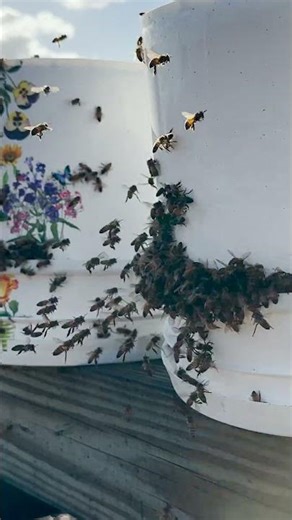 Honey Bees At Hive Four 🐝 | Gentle Buzzing | Relaxing Nature Sounds