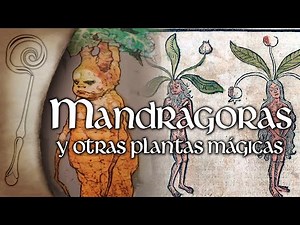 Las MANDRÁGORAS y Otras Plantas Mágicas Reales.