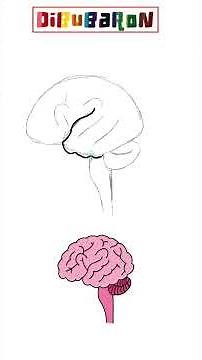 Dibujando un cerebro | Dibujos fáciles