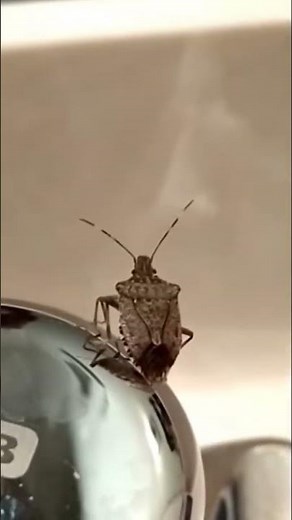 Stink Bug visit. Slow-motion fly-off. Tennessee, USA