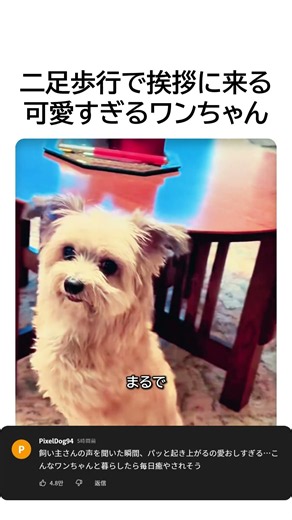 【衝撃】まるで人間？二足歩行でぴょんぴょん歩いてソファに飛び乗る可愛い子犬 #二足歩行犬 #可愛い犬 #立つ犬 #おもしろ犬 #ペットの癒やし